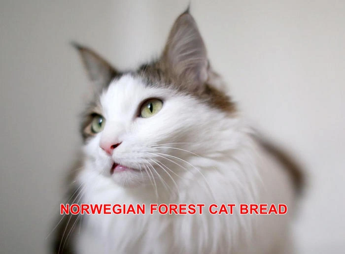 NORWEGIAN FOREST CAT BREAD