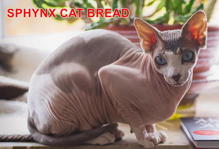 SPHYNX CAT BREAD