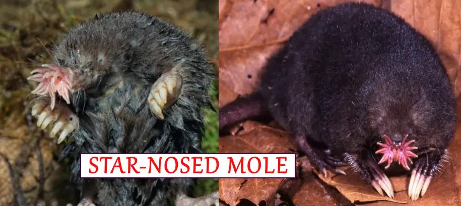 STAR-NOSED MOLE