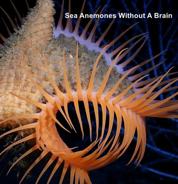 Sea Anemones Without A Brain
