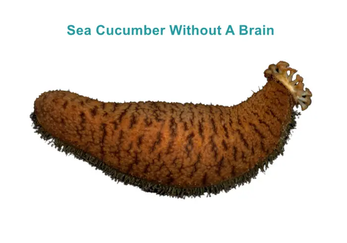 Sea Cucumbers Without A Brain