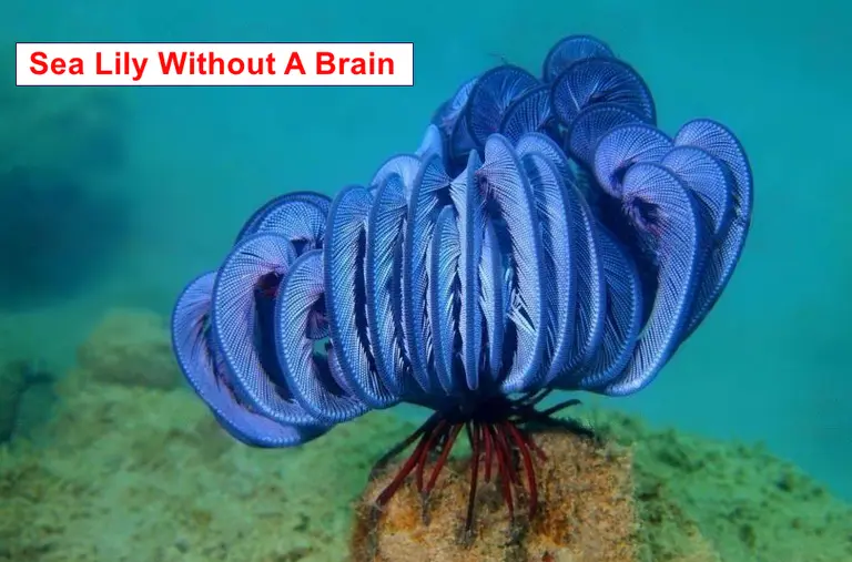 Sea Lilys Without A Brain