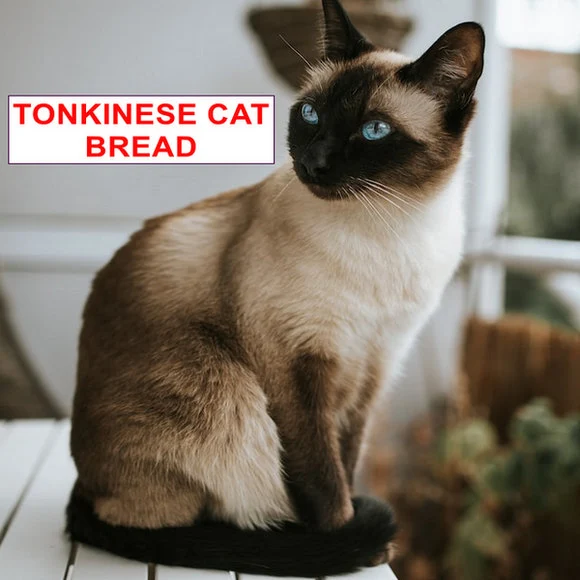 TONKINESE CAT BREAD