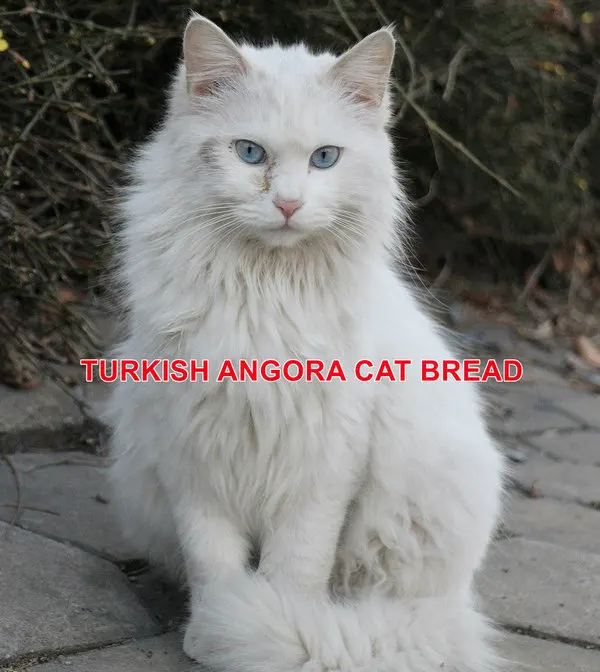 TURKISH ANGORA CAT BREAD