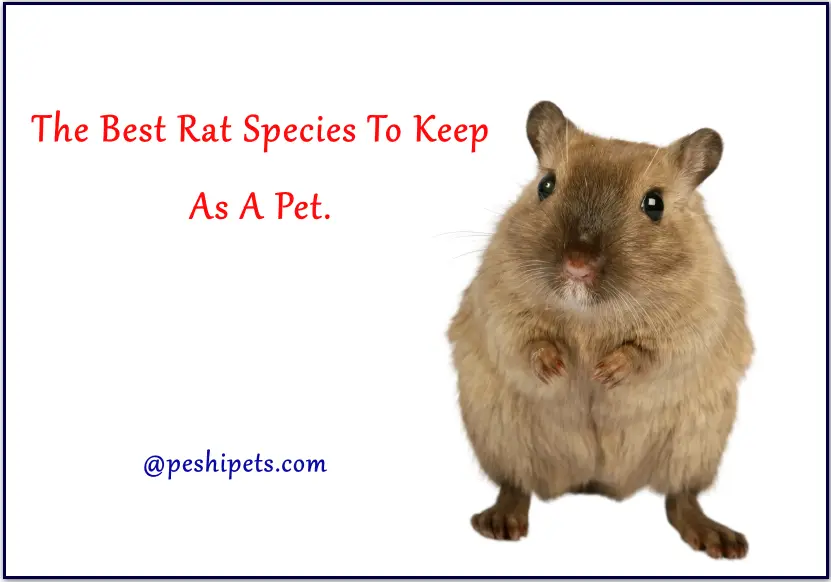The Best Rat Species To Keep As A Pet
