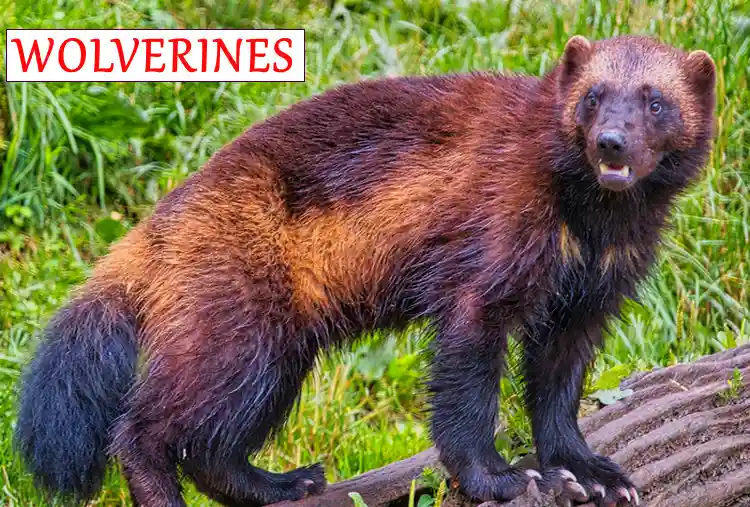 WOLVERINES