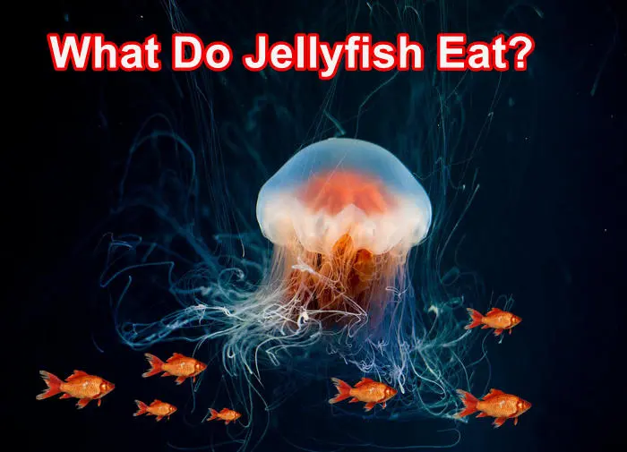 What Do Jellyfish Eat