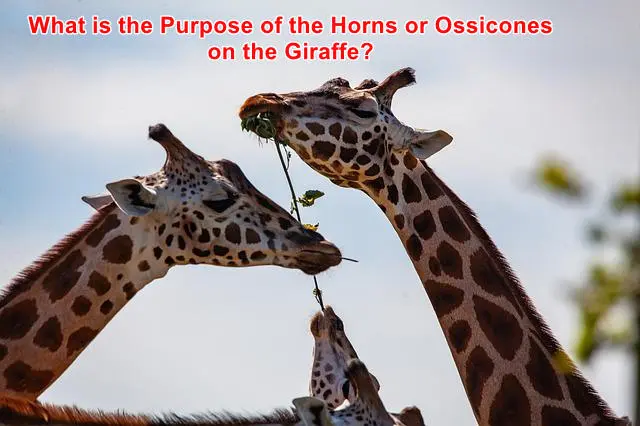 What is the Purpose of the Horns or Ossicones on the Giraffe
