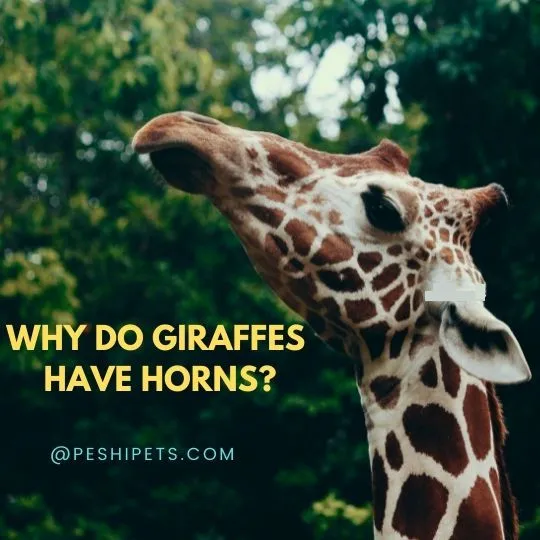 Why Do Giraffes Have Horns