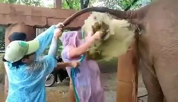Vet Trying to help the elephant