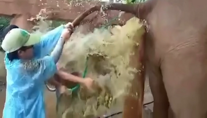 Vet faced problem while helping the elephant
